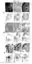 Fig. 09 - Pharmaceutical Composition For Treating Vascular-Related Diseases Comprising Peptide