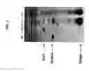 Fig. 02 - Method of preparing non-human tissues for xenotransplantation using α-galactosidase