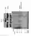 Fig. 09 - Method of preparing non-human tissues for xenotransplantation using α-galactosidase