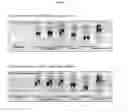 Fig. 22 - Method of preparing non-human tissues for xenotransplantation using α-galactosidase
