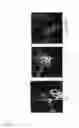 Fig. 08 - Rage/Diaphanous Interaction and Related Compositions and Methods