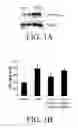 Fig. 02 - Methods and compositions for inhibition of vascular permeability