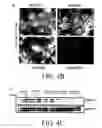 Fig. 07 - Methods and compositions for inhibition of vascular permeability