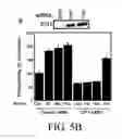 Fig. 09 - Methods and compositions for inhibition of vascular permeability