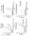 Fig. 07 - Defective ribosomal products in blebs (DRibbles) and methods of use to stimulate an immune response