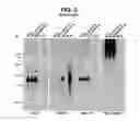 Fig. 06 - Recombinant mononegaviral virus vectors