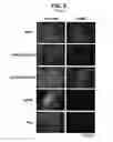 Fig. 08 - Recombinant mononegaviral virus vectors