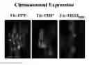 Fig. 01 - Reagents for recombinogenic engineering and use thereof