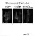 Fig. 06 - Reagents for recombinogenic engineering and use thereof