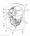 Fig. 07 - Artificial tooth medicating apparatus for controlling, regulating, sensing, and releasing medical agents into the body