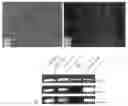Fig. 01 - METHOD FOR PRODUCING AUTONOMOUSLY CONTRACTING CARDIAC MUSCLE CELLS FROM ADULT STEM CELLS, IN PARTICULAR HUMAN ADULT STEM CELLS