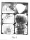 Fig. 06 - Prevascularized constructs for implantation to provide blood perfusion