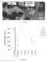Fig. 06 - Dispersion-toughened cordierite for filter and substrate applications