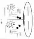 Fig. 08 - COMPOSITIONS FOR- DETECTING OF INFLUENZA VIRUSES AND KITS AND METHODS USING SAME