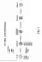 Fig. 02 - Markers of definitive endoderm