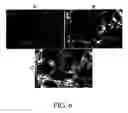 Fig. 07 - Markers of definitive endoderm