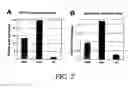 Fig. 08 - Markers of definitive endoderm