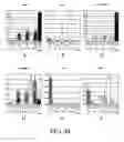 Fig. 35 - Markers of definitive endoderm
