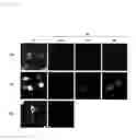 Fig. 07 - LUCIFERASE GENE OPTIMIZED FOR USE IN IMAGING OF INTRACELLULAR LUMINESCENCE