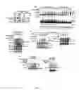 Fig. 02 - METHODS FOR DIAGNOSING AND TREATING CANCERS VIA MANIPULATIONS OF A...PATHWAY