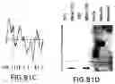 Fig. 167 - Novel genes encoding proteins having prognostic, diagnostic, preventive, therapeutic, and other uses