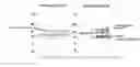Fig. 01 - Method and compositions for specifically detecting physiologically acceptable polymer molecules