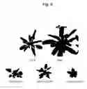 Fig. 08 - MUTATED PLANT AND METHOD FOR PRODUCTION THEREOF