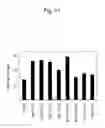 Fig. 13 - MUTATED PLANT AND METHOD FOR PRODUCTION THEREOF
