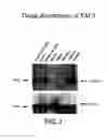 Fig. 02 - LYMPHOCYTE SURFACE RECEPTOR THAT BINDS CAML AND METHODS OF USE THEREOF