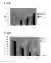 Fig. 03 - ADHESION INHIBITING MATERIAL FOR VERTEBRAL/SPINAL OPERATION