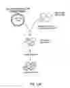 Fig. 44 - NELL-1 peptide