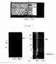 Fig. 50 - NELL-1 peptide
