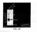 Fig. 51 - NELL-1 peptide