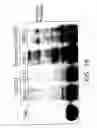 Fig. 52 - NELL-1 peptide
