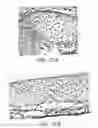 Fig. 59 - NELL-1 peptide
