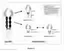 Fig. 02 - Soluble GP130 molecule variants useful as a medicament