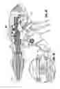 Fig. 37 - Endoscopic surgical clip applier