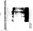 Fig. 26 - Extracellular novel RAGE binding protein ( EN-RAGE) and uses thereof