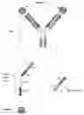 Fig. 01 - Bivalent, bispecific antibodies
