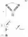 Fig. 02 - Bivalent, bispecific antibodies
