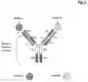 Fig. 03 - Bivalent, bispecific antibodies