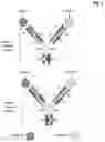 Fig. 04 - Bivalent, bispecific antibodies
