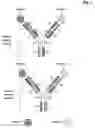 Fig. 05 - Bivalent, bispecific antibodies
