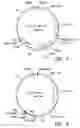 Fig. 07 - Bivalent, bispecific antibodies