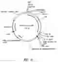 Fig. 08 - Bivalent, bispecific antibodies