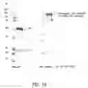 Fig. 09 - Bivalent, bispecific antibodies