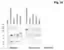 Fig. 12 - Bivalent, bispecific antibodies