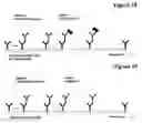 Fig. 16 - Bivalent, bispecific antibodies
