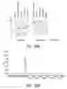 Fig. 19 - Bivalent, bispecific antibodies