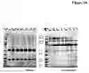 Fig. 23 - Bivalent, bispecific antibodies